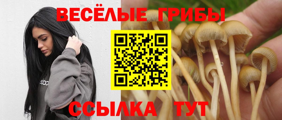 Павлово  Галлюциногенные грибы Psilocybe  где продают   Вход с VPN 